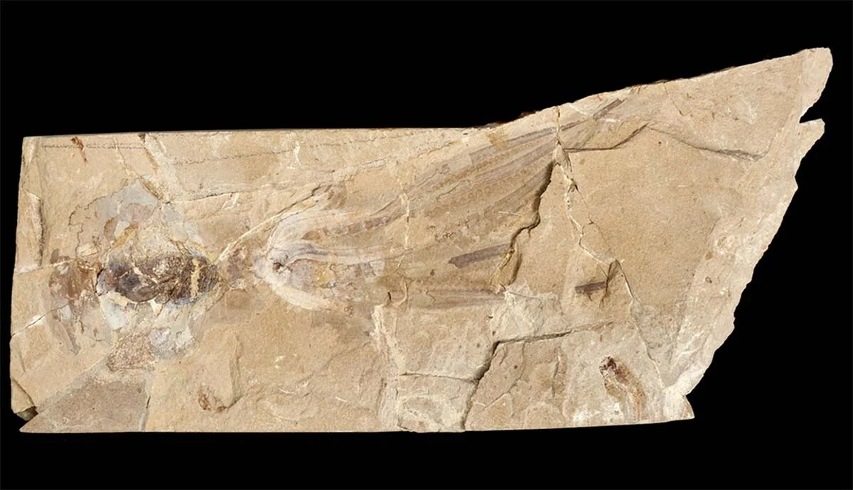 Giant Prehistoric Octopus Nanaimoteuthis haggarti Identified as Apex Predator Rivaling Sperm Whales in Size