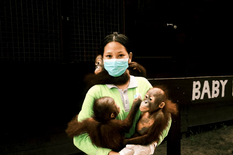 Guardians of the Canopy Dela Mawar and the Critical Mission to Rehabilitate Bornean Orangutans in East Kalimantan