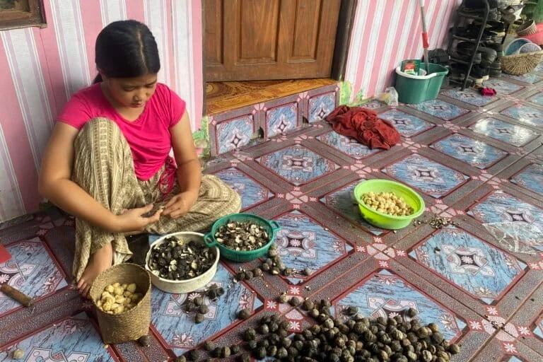 Guardians of the Meratus: Sustainable Agroforestry and the Fight for Indigenous Sovereignty in South Kalimantan