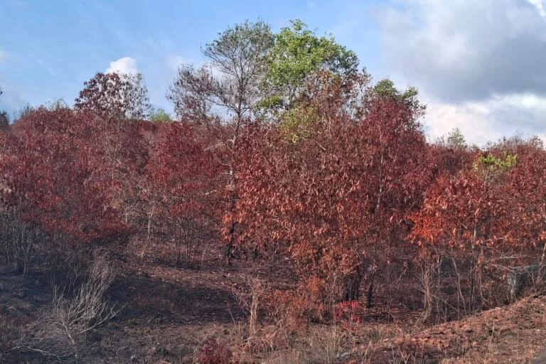 Indonesia Braces for El Nino Godzilla as Peatland Fires and Ecological Destruction Surge in 2026