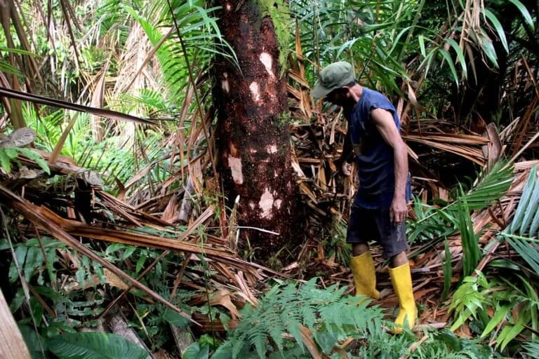 Indonesia’s Biocultural Wealth and the Quest for Food Sovereignty Amidst the Global Climate Crisis