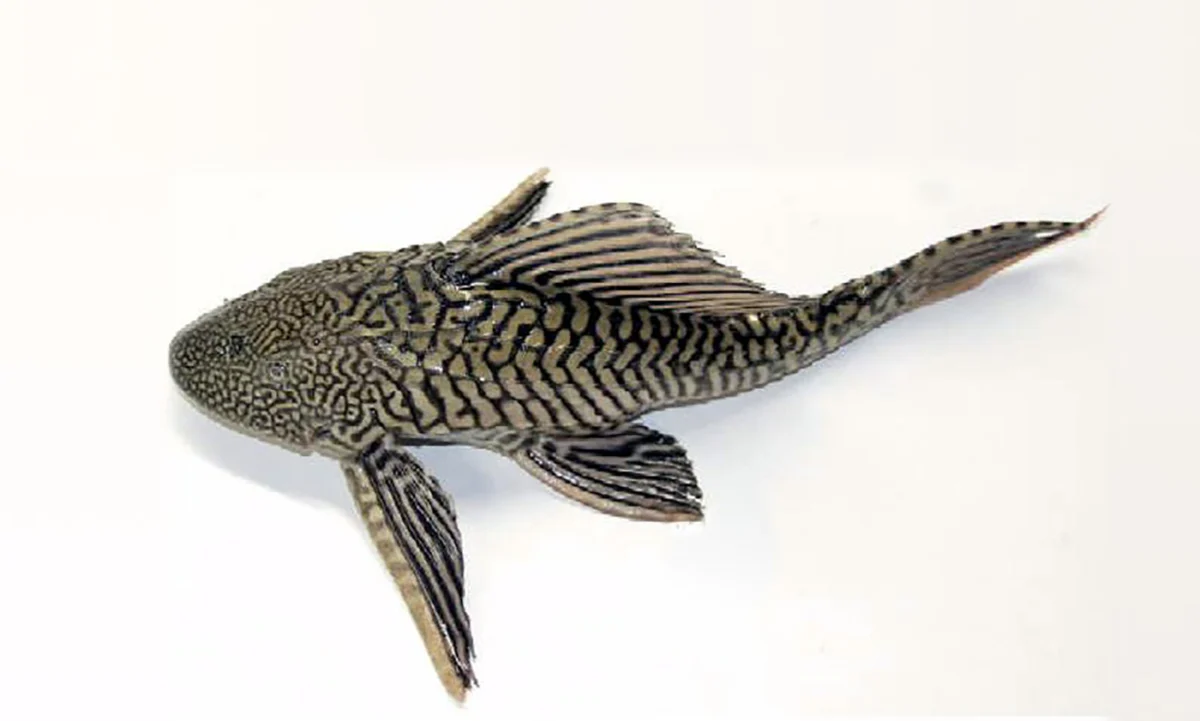Invasive Broom Fish and the Ecological Crisis in Jakarta’s Waterways: A Comprehensive Analysis of Threats, Origins, and Solutions