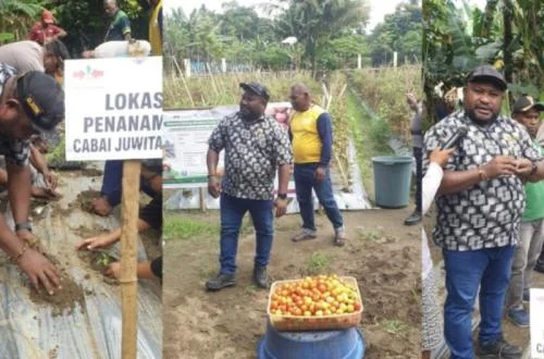 Jayapura Regency Launches Strategic Juwita Chili Cultivation Program to Bolster Food Security and Empower Local Farmers in Sentani District