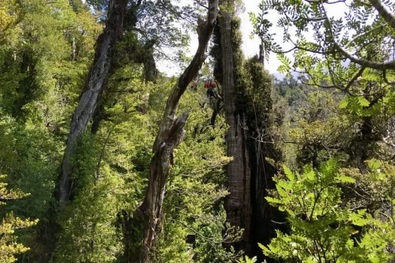 Lañilawal The Ancient Alerce of Chile May Be the Oldest Tree on Earth But Its Five Millennia Legacy Faces an Urgent Existential Crisis