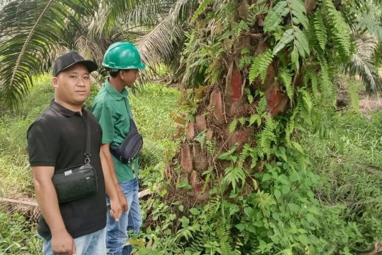 Menang Gugatan RSPO, Masyarakat Adat Talang Parit Dapat Lahan Sawit dari Grup Samsung