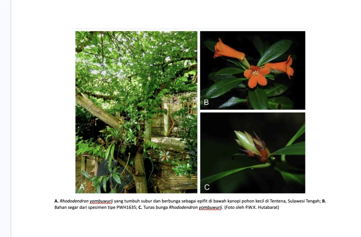 New Orange Flowered Rhododendron Species Discovered in Central Sulawesi Honors Local Environmental Activist Yombu Wuri