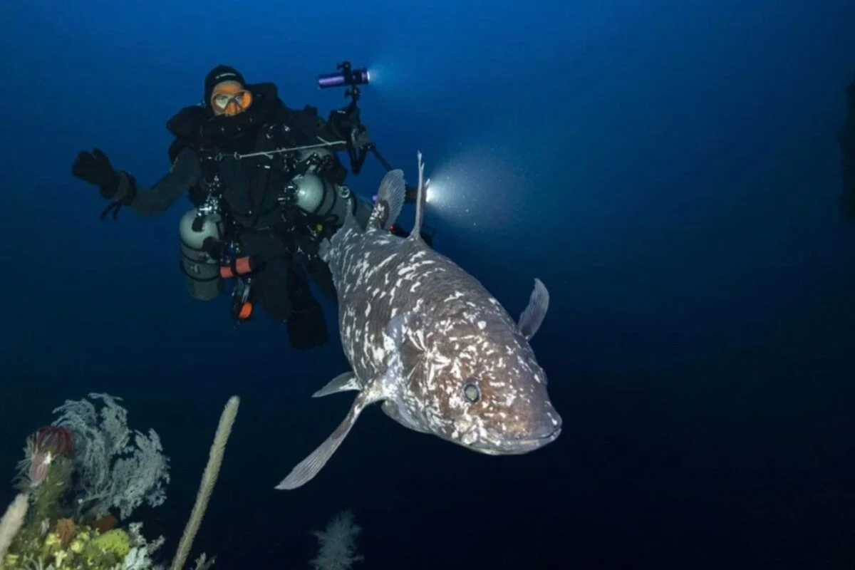 Nusantara’s Ancient Sentinels: How Indonesia’s Marine and Inland Waters Preserve Species from the Era of Mass Extinctions