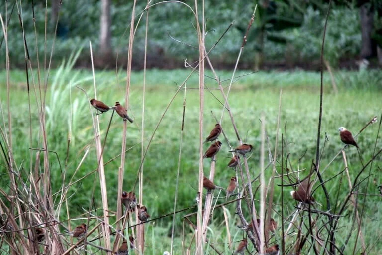 Oriental Whip Snake Observations Highlight the Critical Need for Urban Green Spaces and Ecological Balance in West Java