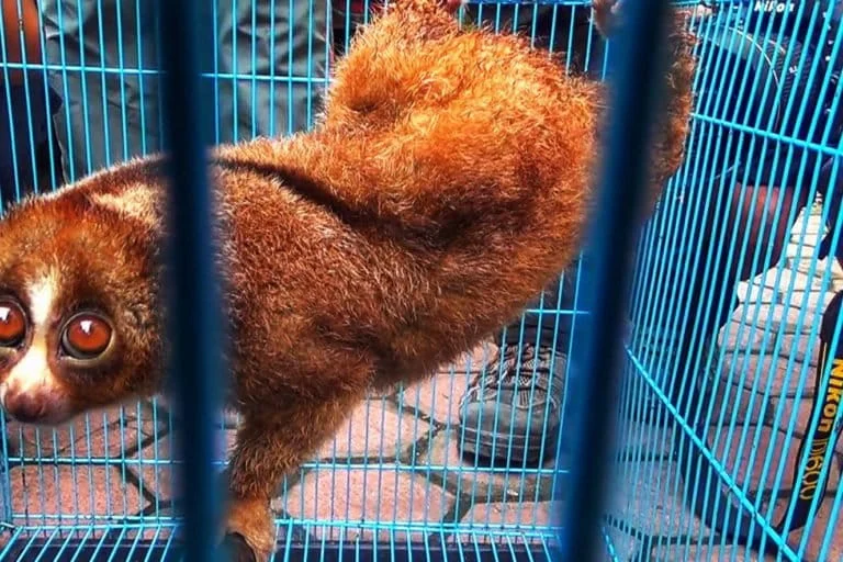 Rising Wildlife Trafficking and Habitat Destruction Push North Sumatran Biodiversity to the Brink of Collapse