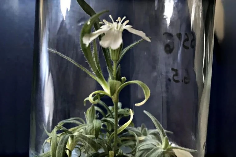 Russian Scientists Successfully Revive 32,000 Year Old Ice Age Plant From Siberian Permafrost