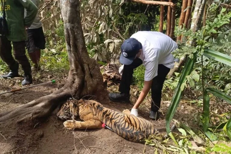 Snare Crisis in West Sumatra Highlights Urgent Need for Regulation as Young Sumatran Tiger Becomes Latest Victim