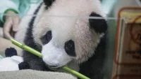 The Birth of Satrio Wiratama Marks a Historic Milestone for Giant Panda Diplomacy in Indonesia