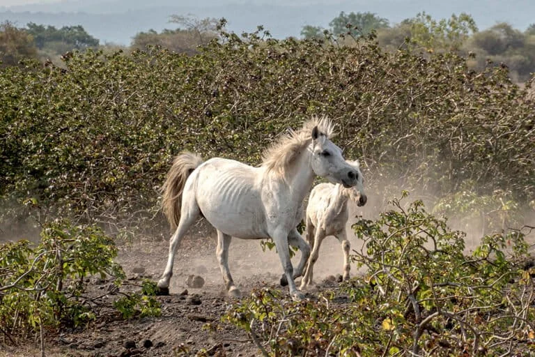 The Cultural Legacy and Uncertain Future of the Kuda Dompu and the Sandalwood Pony in West Nusa Tenggara