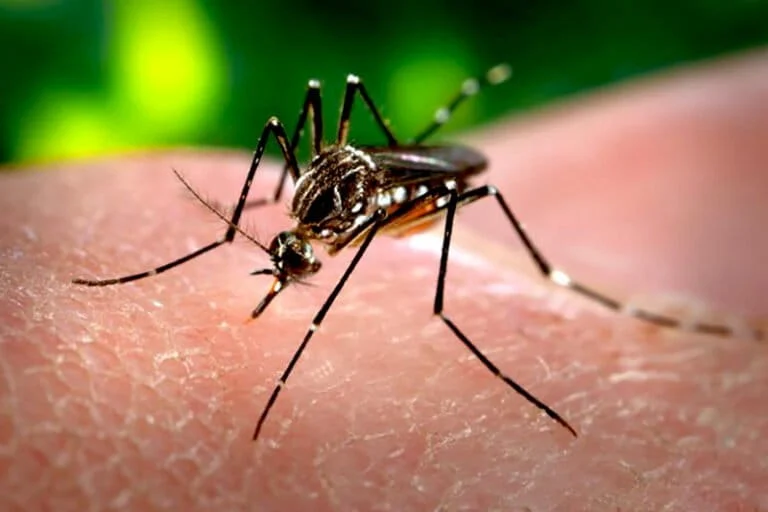 The Deadliest Predator on Earth: The Scientific Race to Eradicate Mosquito-Borne Diseases and the Ecological Dilemma of Global Speticide