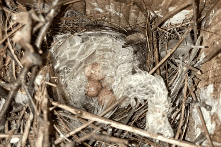 The Evolution of Avian Defense: How Cavity-Nesting Birds Utilize Snakeskin as a Strategic Deterrent Against Predators