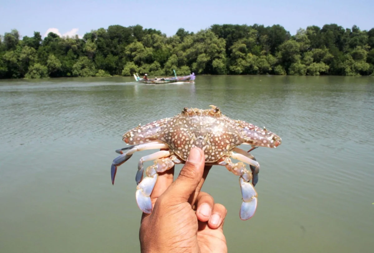 The Evolutionary Secret of the Crab How Sideways Locomotion Fueled 200 Million Years of Ecological Success