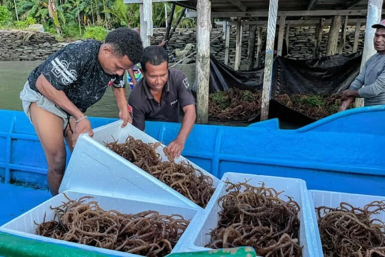 The Fading Gold of Tinanggea How Nickel Mining Pollution is Decimating South Konawe Seaweed Industry
