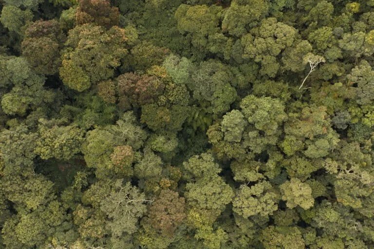 The Long Road Home: Challenges in Rehabilitating Rescued Siamangs and Gibbons in South Sumatra