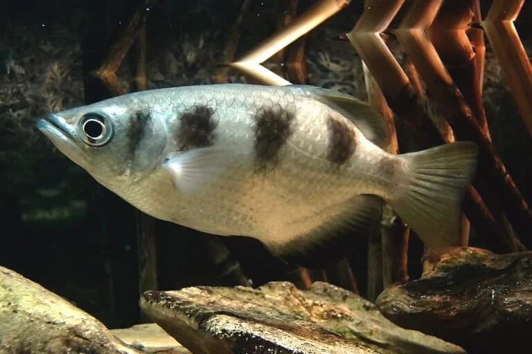 The Mastery of Hydrodynamics and Motor Adaptation in the Archer Fish of the Indo-Pacific