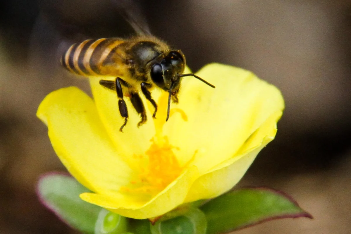 The Scientific Breakthrough of Melittin Harnessing Honeybee Venom to Eradicate Cancerous Cells via Nanotechnology