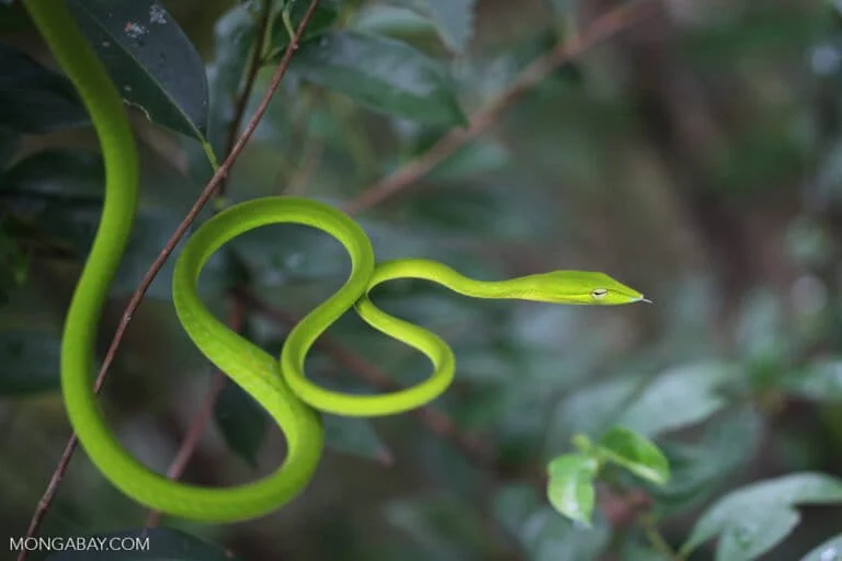 The Silence of the Serpent Why the Disappearance of Snakes Signals a Looming Crisis for Indonesias Ecosystems