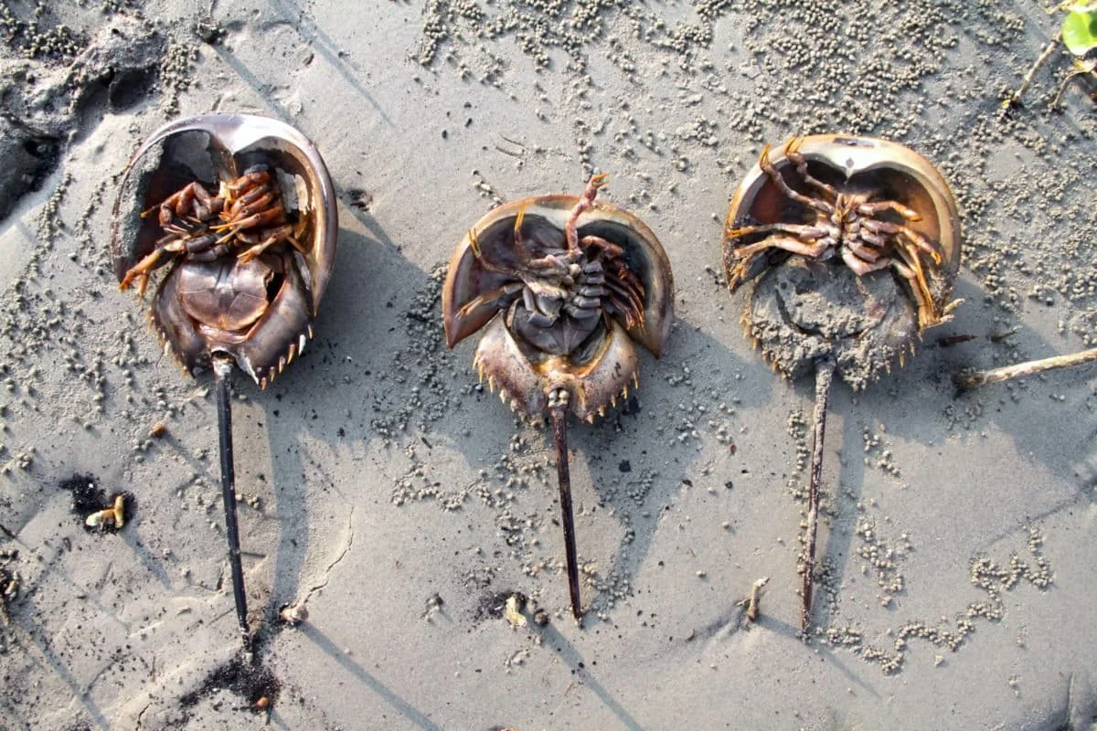 The Silent Guardian of Modern Medicine Exploring the Ancient Legacy and Growing Conservation Challenges of Indonesias Horseshoe Crabs