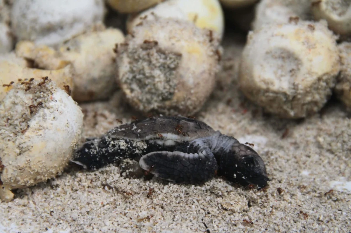 The Silent Threat of Acoustic Pollution to the Survival of Indonesia’s Marine Turtle Populations and Coastal Biodiversity