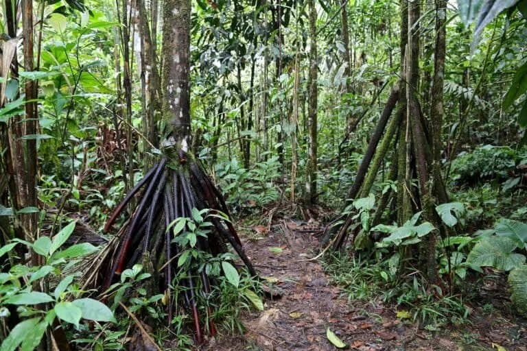 The Vanishing Stride of the Walking Palm Scientific Reality and the Urgent Ecological Crisis Facing Socratea exorrhiza