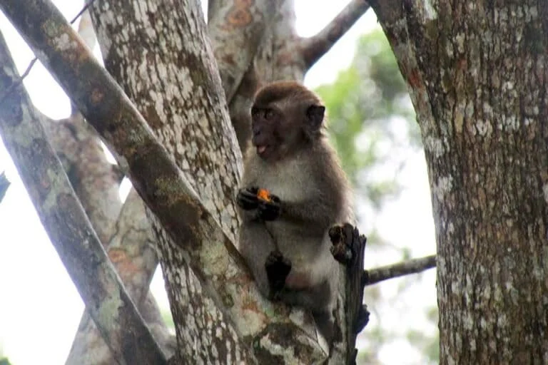 World Macaque Week 2026 Global Campaign Highlights Urgent Need for Conservation and Ecological Harmony