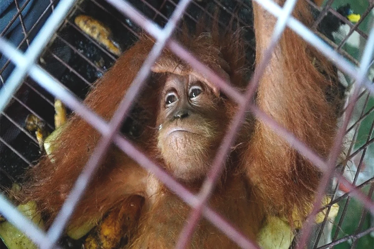 Aceh Court Sentences Smuggler to Three Years in Prison Following Massive Inter-Island Wildlife Trafficking Operation