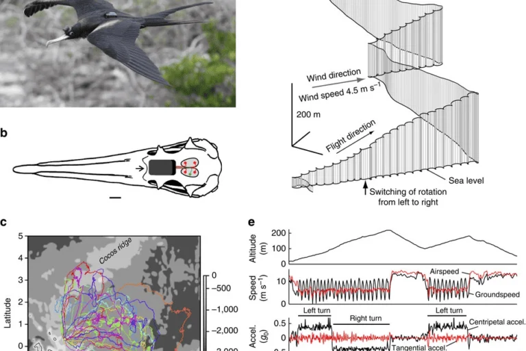 Avian Autopilot: Scientific Discovery Reveals How Great Frigatebirds Master the Art of Sleeping While Flying Across the Ocean