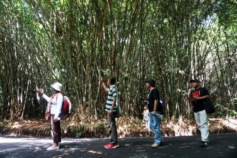 Bamboo Resilience and the Future of Balis Ecological and Cultural Identity