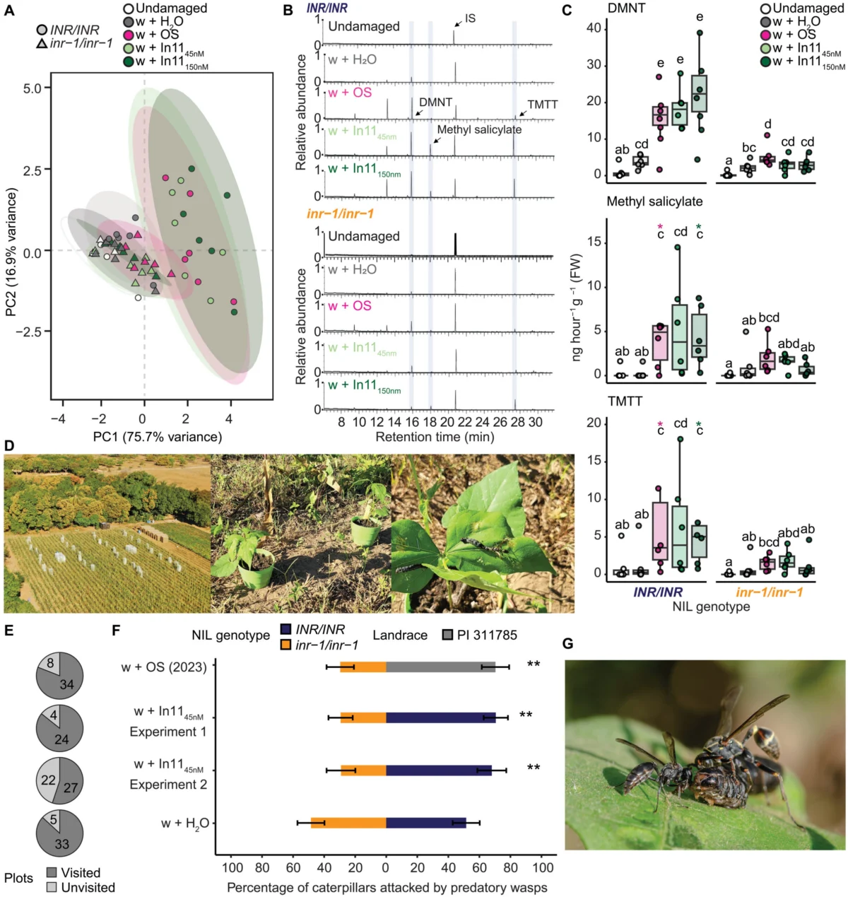 Bean Plants Deploy Dual-Layer Defense Mechanism by Recruiting Predator Wasps Through Chemical Signaling