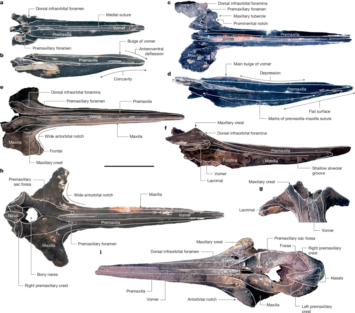 Discovery of the Worlds Deepest and Largest Whale Graveyard in the Diamantina Fracture Zone