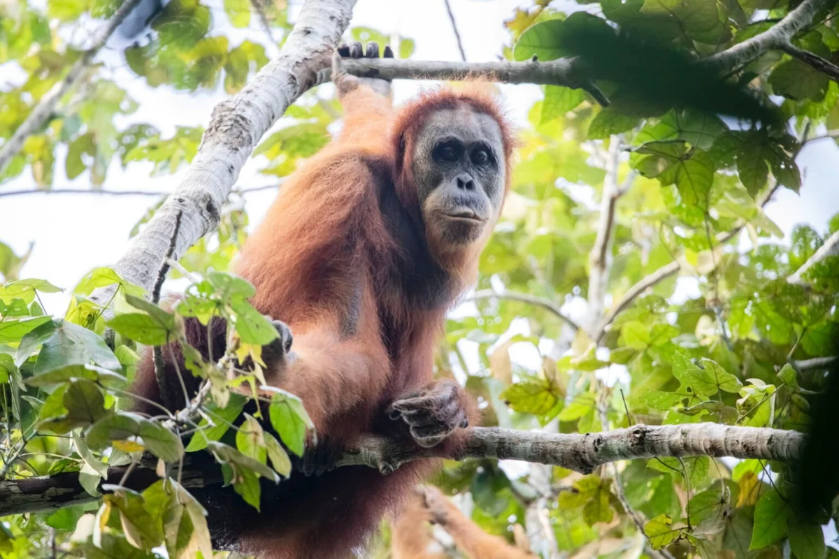 Extreme Rainfall and Massive Landslides Push the Worlds Rarest Great Ape Closer to Extinction