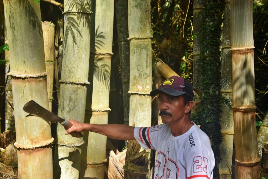 Flores Bamboo Revolution Transforming Local Economies and Sustainable Manufacturing in East Nusa Tenggara