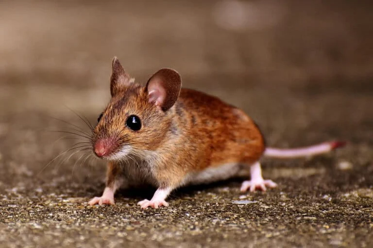Hantavirus Outbreak on Antarctic Cruise Ship Triggers Global Health Alert as Indonesia Emerges as Southeast Asian Hotspot