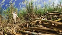 Indonesia Forges Ahead with Ambitious Plan to Bolster Sugar Self-Sufficiency and Bioethanol Production Through Farmer Cooperatives