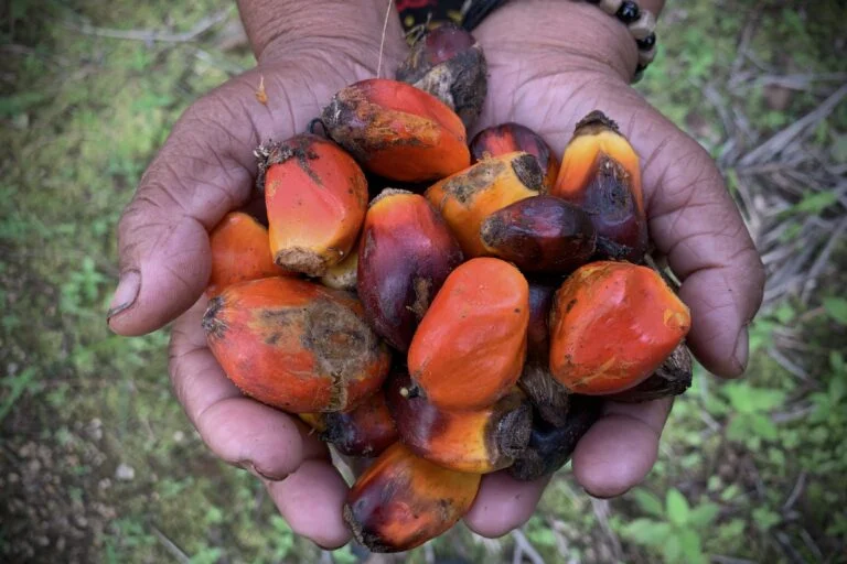 Indonesia’s Palm Oil Paradox: Importing African Seeds Amid Stagnating Productivity and Expanding Frontiers in Papua