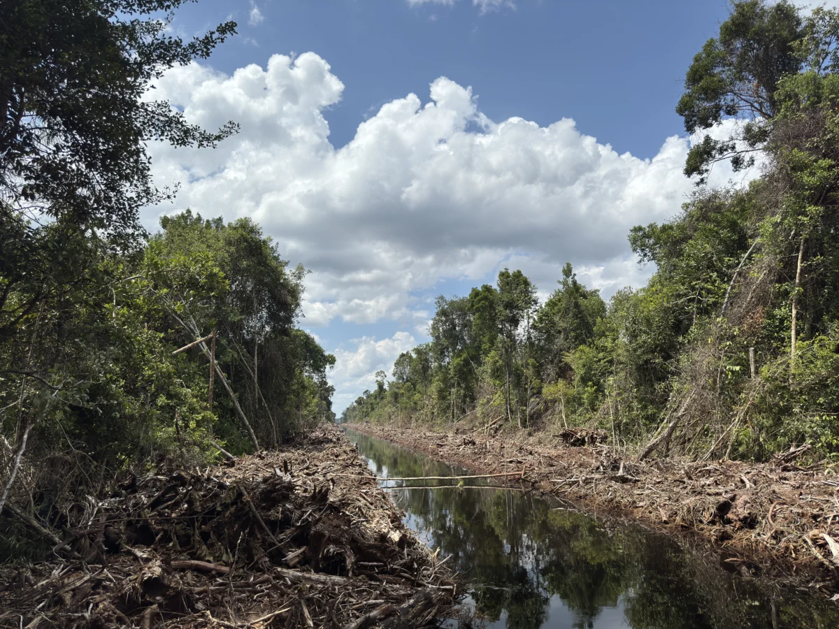 Indonesia’s Peatland Crisis: A Decades-Long Legacy of Industrial Expansion and Policy Failures Threatens Global Climate Goals