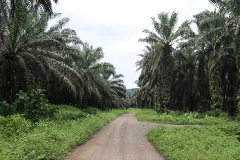 Justice Delayed for Disabled Palm Oil Worker: A Case Study of Systemic Failure and Sexual Violence in Indonesias Plantation Sector