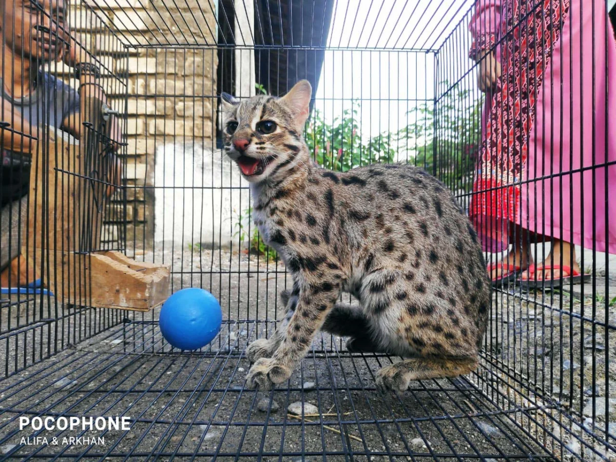 Lessons in Conservation and the Rescue of Protected Leopard Cat Kittens in Pacitan East Java