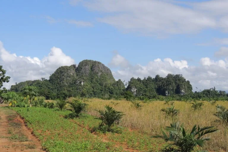 Oil Palm Expansion Threatens Ancient Rock Art and Prehistoric Heritage in South Kalimantan Karst Caves