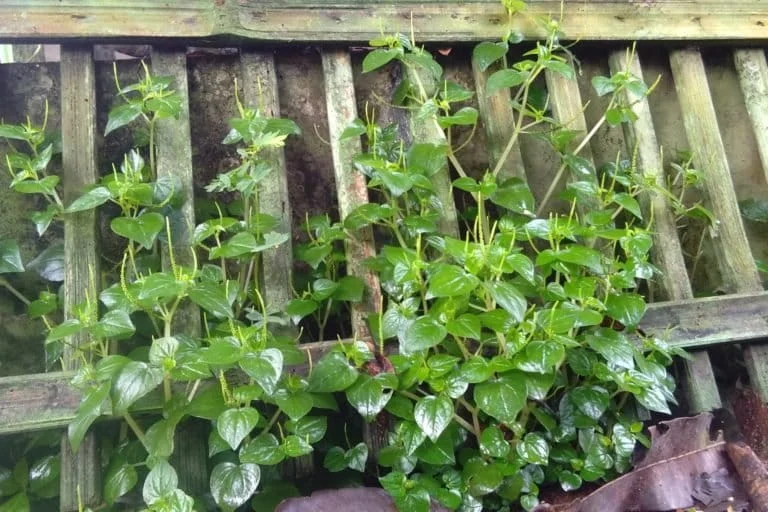 Peperomia Pellucida From Common Garden Weed to Emerging Global Superfood and Herbal Pharmaceutical Powerhouse