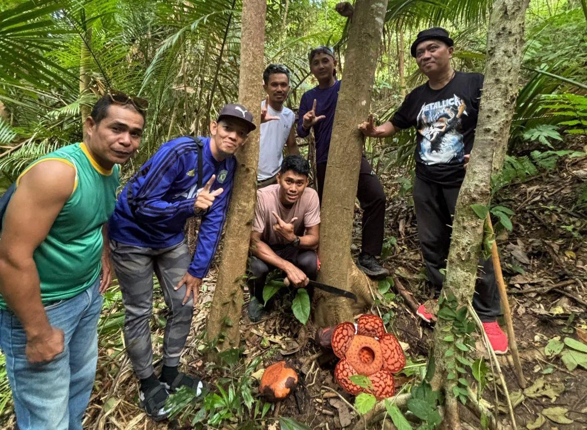 Rare Bloom of Giant Rafflesia Flowers in Anambas Islands Sparks Scientific Interest and Conservation Concerns