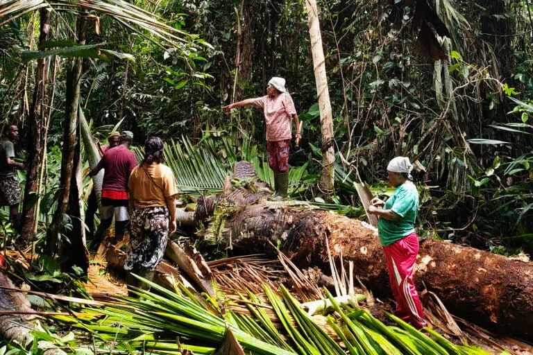 Sago Palms as the Pillar of Indonesias Food Sovereignty and Ecological Sustainability
