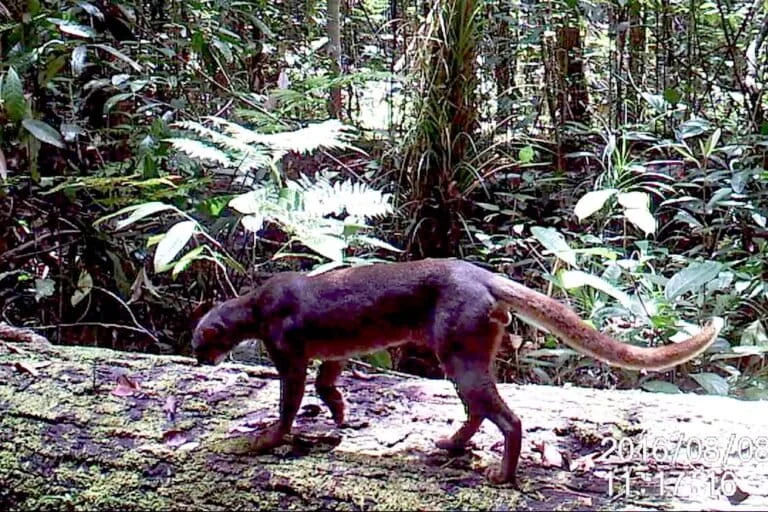 The Enigmatic Bornean Bay Cat Faces an Uncertain Future Amidst Habitat Loss and Scientific Mystery