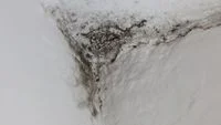 The Hidden Danger: Damp Walls and Mold Growth in Homes Linked to Worsening Respiratory Issues