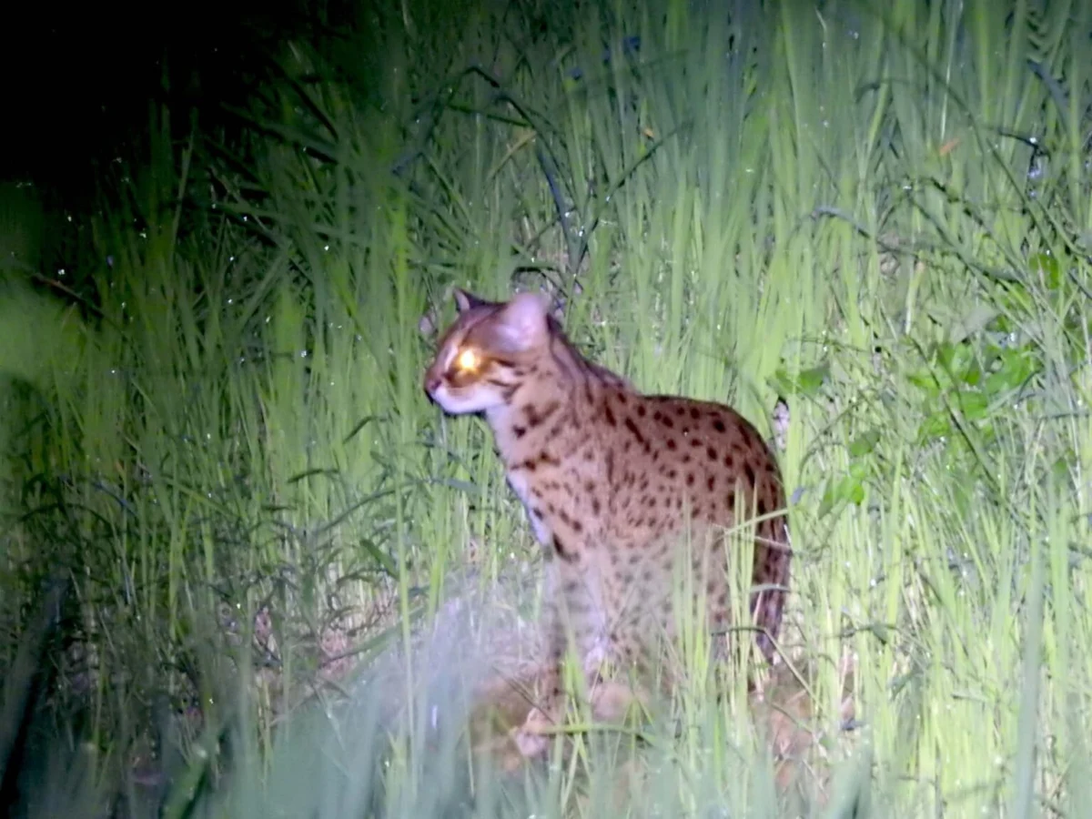 The Resilience and Ecological Vulnerability of the Leopard Cat in Southeast Asias Fragmented Landscapes