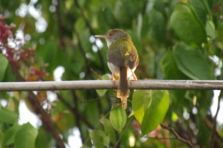 The Silent Decline of the Common Tailorbird Amidst the Growing Pressures of the Illegal Songbird Trade in Southeast Asia